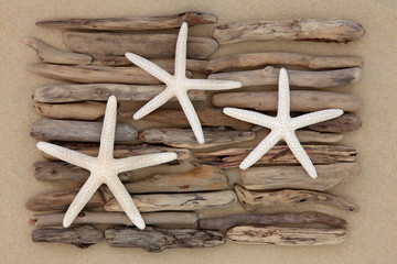 Starfish © marilyn barbone