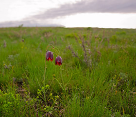 The related Wildflowers