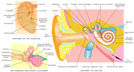 Human ear anatomy