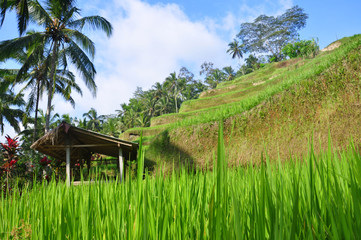 The rice terrace at Tegalang village, Ubud Indonesia