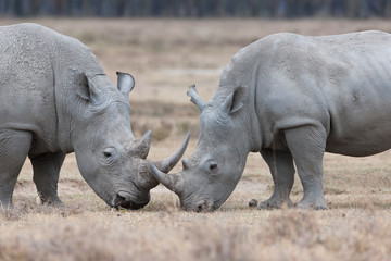 Obraz premium Rhino familiy on foraging in the national park Lake Nakuru