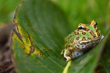 frog pacman(ceratophrys ornata)