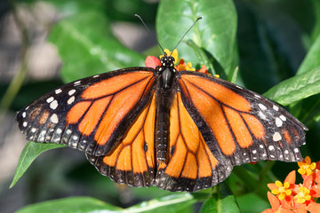 Monarch Butterfly (Danaus plexippus) (male)
