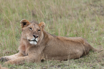 Fototapeta na wymiar Lion lying in the savanna of Masai Mara
