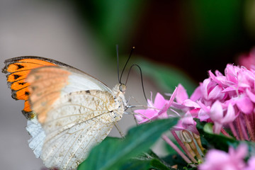 Aurorafalter, Orange Tip, (Anthocharis cardamines) (Male)