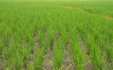 young rice sprout  growing in the rice field