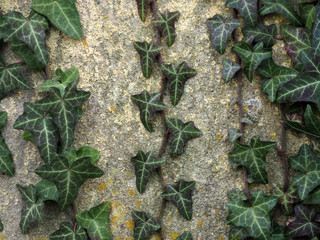 Wandschäden durch Efeu