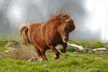 Wildes Shetlandpony
