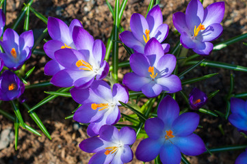 Close-up violet crocuses in garden with young green grass