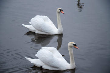 One or many swans in the cold water on early spring