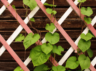 leaves on a wooden lattice