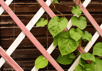 leaves on a wooden lattice