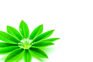 Wassertropfen auf Pflanze