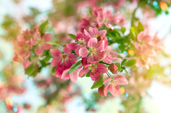 Blossoming cherry tree. Beautiful pink flowers. Retro style tone