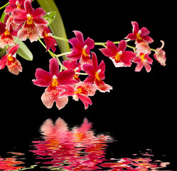 orchid with water reflection