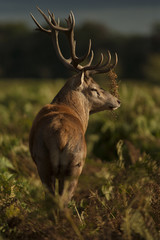 Red deer - Cervus elaphus