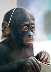 Lüstige schimpanse baby 