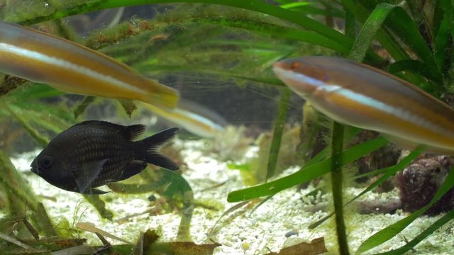 aquarium of genoa, tropical fishes