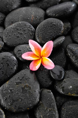 Pink frangipani and wet pebbles