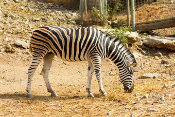 Female Zebra eating