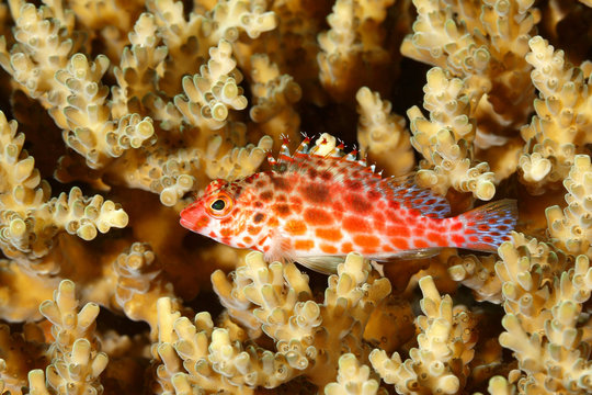 Coral Hawkfish, Cirrhitichthys oxycephalus
