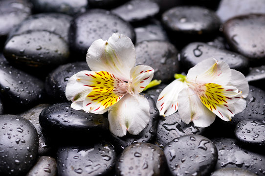 Two white orchid on wet pebbles