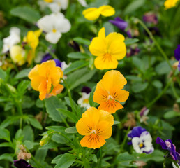pensies flowers, viola tricolor pansy