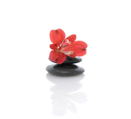 Fototapeta na wymiar Red orchid on black stones reflection