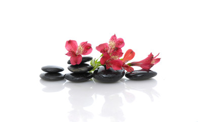 Set of beautiful red orchid on black stacked stones