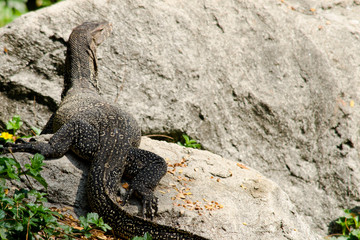 water monitor