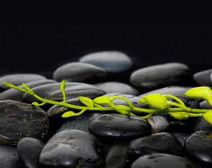 Set of orchid bud on zen stones