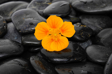 Obraz na płótnie Canvas Rose on wet zen stones