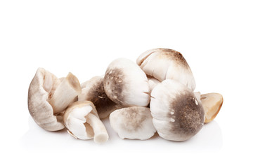 Volvariella volvacea, Straw Mushroom on white background