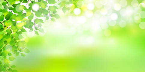 葉　新緑　背景