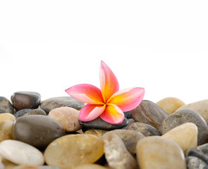 Fototapeta na wymiar Pink frangipani and pebbles