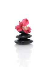 red orchid on stacked black stones 