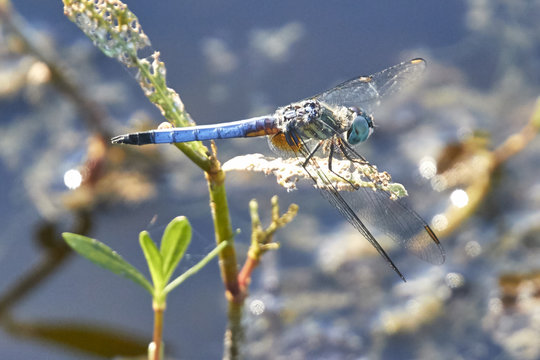 Blue Dragonfly by Lake