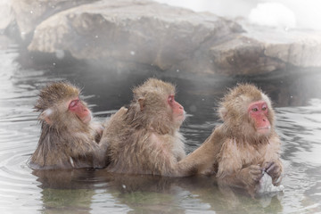 Naklejka premium お風呂で背中を流し合うおさるさん monkey which washes a hot spring