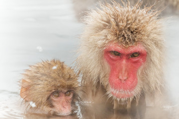 温泉に入るおやこのおさるさん　monkey the hot spring