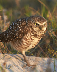 Burrowing Owl Looking Angry