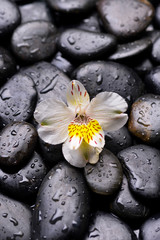 white orchid and wet stones