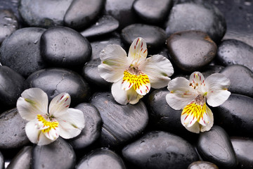Fototapeta na wymiar Beautiful new white orchid and zen stones