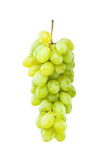 Ripe green grapes hanging against white
