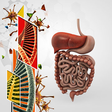 human digestive system