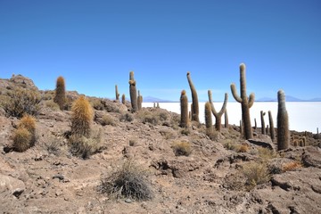 Island Inca Wasi - cactus island