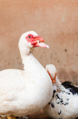 Ducks in the farm