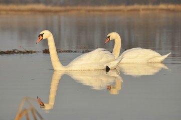 Swans swimming on the river. A pair of birds on the water.