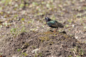 Starling on a hill