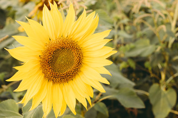 sunflower closeup