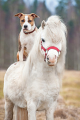 American staffordshire terrier dog riding little shetland pony